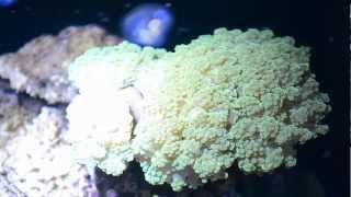 Frogspawn Coral Care Euphyllia Divisa [upl. by Emorej]