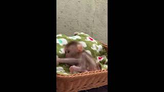 Part 6  Baby monkey melia tiny [upl. by Edeline741]