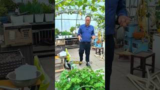 Vegetables plantation and to attend shots youtubeshorts [upl. by Pamela]