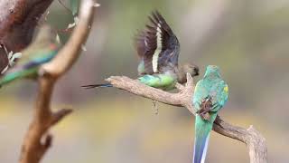 Mulga Parrots at Gluepot Reserve Oct 2023 [upl. by Ahseinek247]