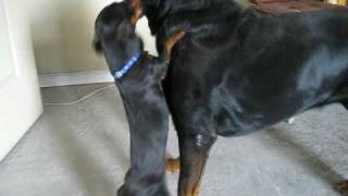 rottweiler fights weiner dog [upl. by Fishback]