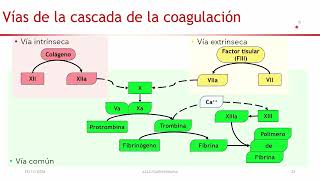 🩸HEMOSTASIA 3a PARTE Cascada de la coagulación🩸🥼 Laboratorista clínico  CBTis 🥼 [upl. by Adiuqal]