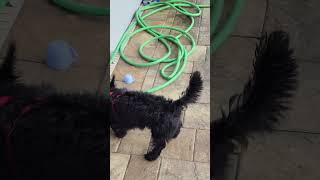 Willow the Scottie Dog Enjoys a Splashing Good Time by the Pool [upl. by Haney]