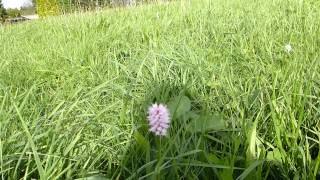 EATABLE PLANT  POLYGONUM BISTORTA [upl. by Niessuh]