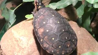 The Spotted Turtle Basking  Clemmys guttata [upl. by Diamond]