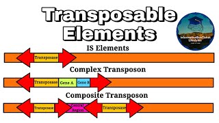 Transposable Elements  Informative Microbiology Lectures  Molecular Biology by Doctordr [upl. by Karyl626]