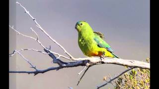 Orangebellied Parrot Morning in Melaleuca [upl. by Eillor]