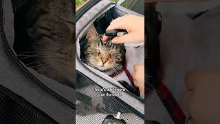 Glucose Testing Outdoors in Estonia  Traveling with a Diabetic Kitty felinediabetes diabetes [upl. by Atirak]