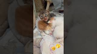 Kitten Hissing Me 😼🫣 cat catlover kitten grumpycat cats [upl. by Oriole495]