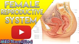 Female Reproductive System Made Easy  Organs amp Functions [upl. by Whittemore]