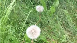 Taraxacum erythrospermum Redseeded Dandelion taraxacum dandelion erythrospermum gardening [upl. by Patric]