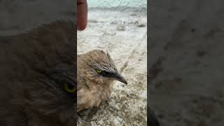 Babbler bird subscribe likes like viralvideo shorts explorepage trending travel love [upl. by Philippa280]