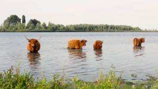 Relaxing music with nature sounds  Scottisch highlander Cows  Meditation  RS Imagines [upl. by Ydasahc]