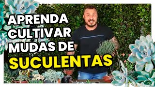 Como fazer MUDA de SUCULENTAS [upl. by Yelad]