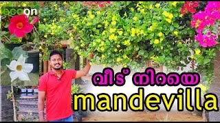 mandevilla care malayalam  ecoon plants [upl. by Nnylhsa]