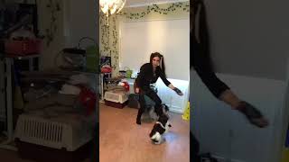 texas hold dancing dogs bichon havanais crazy matte tingan crazie boy [upl. by Aleksandr930]