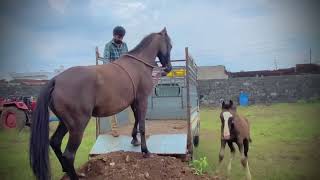 Horse trading 🔥❣️whith kathiyawadi gopi 😱ghodi ne training kem aapvi 🔥🙏🏻 [upl. by Chi]