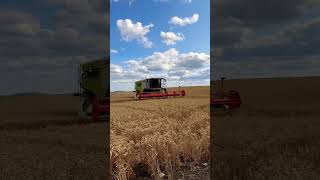 MONSTER CLAAS LEXION 8800 HARVESTING WHEAT YORKSHIRE TRACTOR COMBINE AGRICULTURE FARM [upl. by Ancilin943]