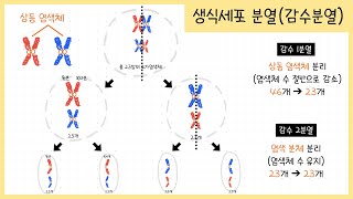 중3 생식과 유전 2강생식세포분열￨감수분열￨상동염색체￨2가염색체👶🏻🧬🧑🏻 [upl. by Quartas]