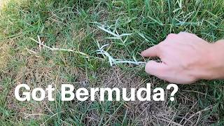 How we control Bermuda Grass in a fescue lawn [upl. by Laird823]