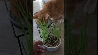 Will She Try It Smarty Kat Sweet Greens Grass Seed Kit [upl. by Dragone730]