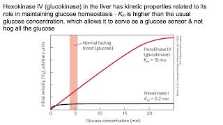 Glycolysis amp gluconeogenesis Intoodeep edition   For those who like details [upl. by Garrick]