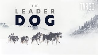 The Leader Dog  Inside one of the hardest sled dogs race VR360 [upl. by Kacerek908]