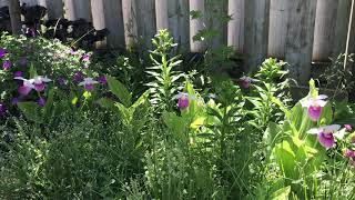 Cypripedium Reginae in the garden [upl. by Boccaj]