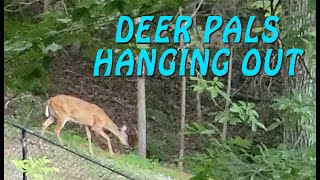 OUR ELUSIVE DEER PALS STOP BY  Grabbing some lunch  deer wildlife animal [upl. by Hanahs487]