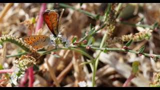 Lesvos Butterflies  Lesser Fiery Coppers  October 2024 [upl. by Hedley]