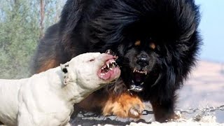 DOGO Argentino VS DOGO Tibetano MASTIN Tibetano • Batalla [upl. by Nillad237]