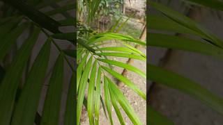 Areca Palm🌴Bamboo Palm🌴Golden Palm🌴Treeshortsshortsfeedindoorplantsoutdoorplantsarecapalmyt [upl. by Atelahs]