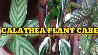 CALATHEA PLANT की देखभाल कैसे करे।All ABOUT CALATHEA PLANT CAER AND TIPScalatheaplantcalatheaornet [upl. by Fletcher]