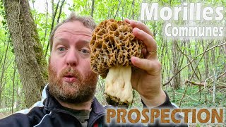 Fin de saison des morilles communes  PROSPECTION Et on en trouve [upl. by Llertak622]