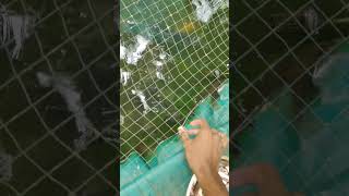 Arapaima feeding 😨😨 fishing trending fish vlog funny [upl. by Aurita52]