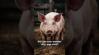 Why Pigs Oink generalknowledge facts animals pig [upl. by Attelrahs551]