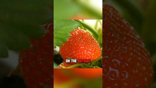 Why Do Strawberries Have Seeds on the Outside 🍓 stawberry seeds achene [upl. by Thorner]