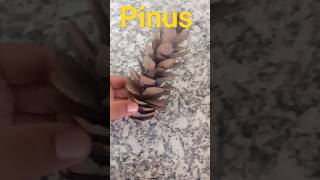 Pine ConePinus Plantbiologyplantnaturenatureloversshortsvideopinuspineconebotanyviralvideo [upl. by Allys]