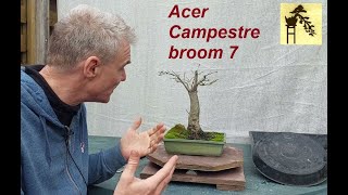 Acer Campestre broom 7 [upl. by Ybor713]