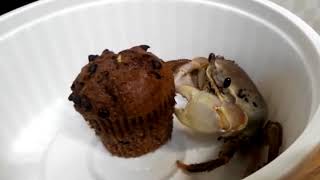 my pet crab eating muffin [upl. by Golanka]