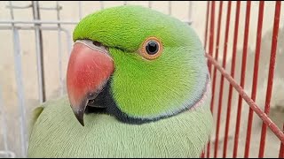 Ringneck Talking Parrot [upl. by Terti402]