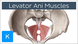 Levator Ani Muscle  Origin Insertion amp Function  Human Anatomy  Kenhub [upl. by Swamy]