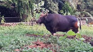 Banteng JawaBos javanicus [upl. by Coster402]