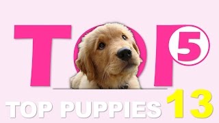 CUTA5 Puppies 13  Top 5 Puppies of December 2015 [upl. by Kcorb]