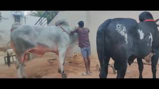 Ongole bulls [upl. by Searcy935]