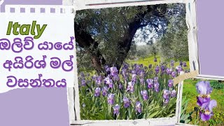 ඉතාලියේ ලස්සනම වතුයායක අපේ ජීවිතේ  village life in Italy Olive garden  beautiful nature 🇮🇹🇱🇰 [upl. by Aifos]