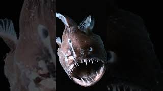 The Anglerfish Deep Seas Scariest Predator [upl. by Aldas874]