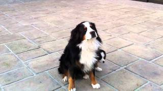 Cute bernese mountain dog and puppy [upl. by Rem]