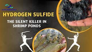 quotSludge and Hydrogen Sulfide in Shrimp Ponds Impacts on Shrimp Health and Management Strategiesquot [upl. by Salisbarry]