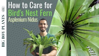 How to Care for a Birds Nest Fern Asplenium Nidus [upl. by Naltiak43]